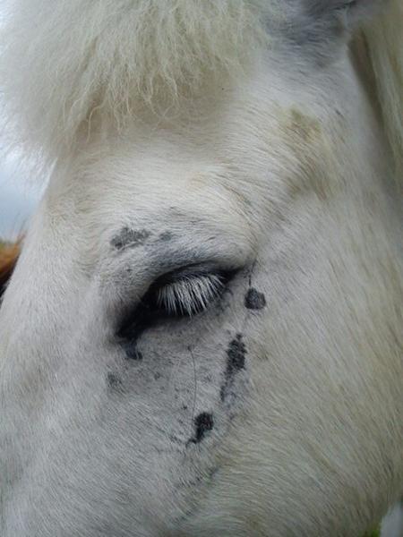 Underlige eksem'lignende pletter rundt om øjet?