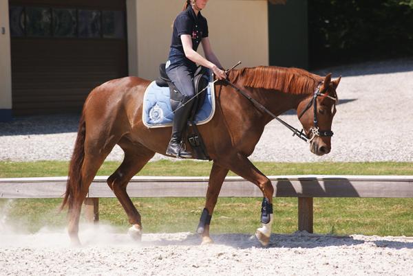 Min hest er en enhjørning!? 
