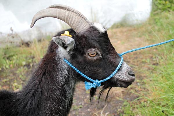 Sig hej til Zoe - Vores nye ged :)