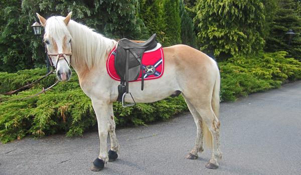 Hvid underlag til lys hest?