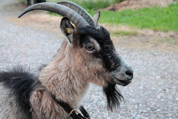 Sig hej til Zilla - Vores nye ged :)