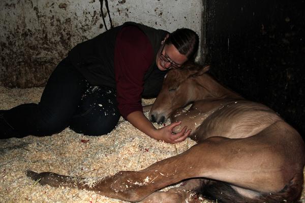 Mit følle kom præcis til termin :)
