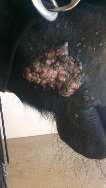 skummer mere i venstre end højre side?