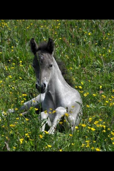 Vindott eller skimmel ?