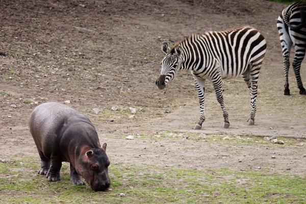 Jeg har set en baby flodhest!!! :i
