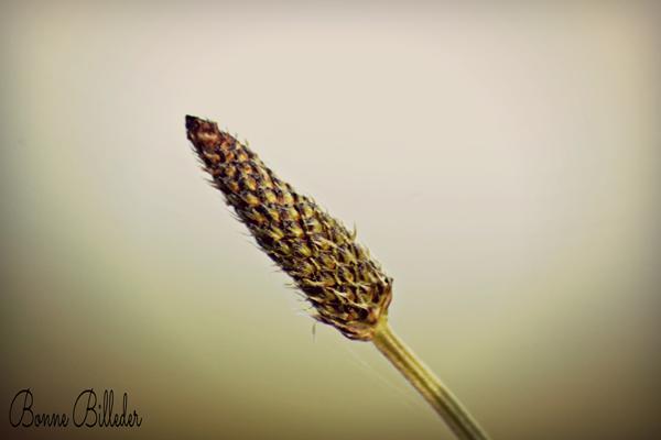 Vandmærke - hvad synes I?