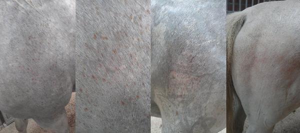 Min ellers hvide hest får røde prikker.