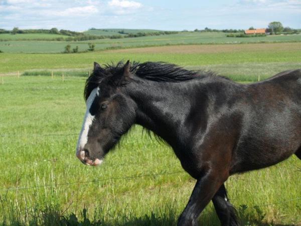 Min hest skubber med den en side 