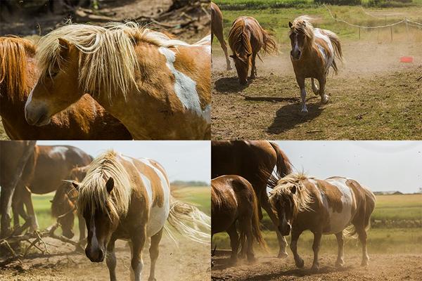 Et navn til en hest! Eller.. Pony!