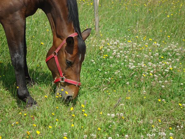 SOMMER med HEST ! <3 