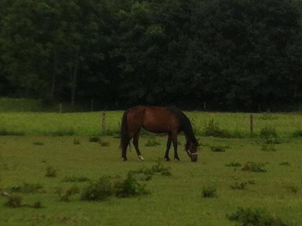 Ox arabers fortid efterlyses.