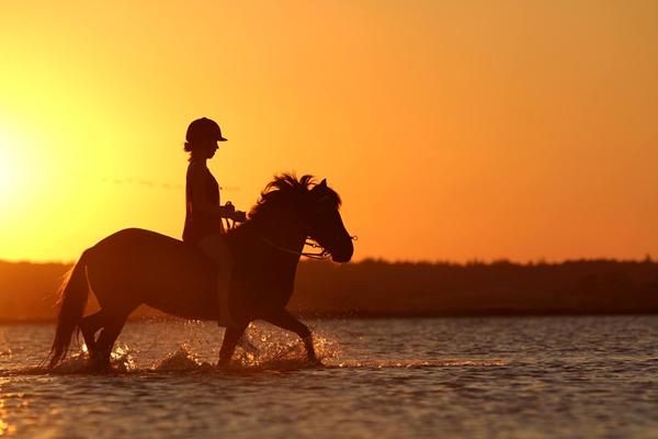 søger hest og rytter nær Roskilde til nogle billeder :)