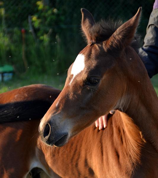 Intershowhorse resultater Juli - Vis jeres!