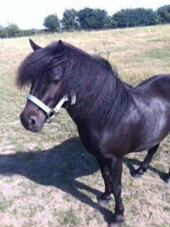 Kender du RICO? Sort shetlænder, 10 år, brændemærket?