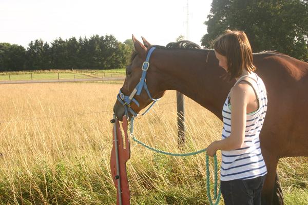 Horsmanship undervisning (Hvem ville i anbefale)? :)