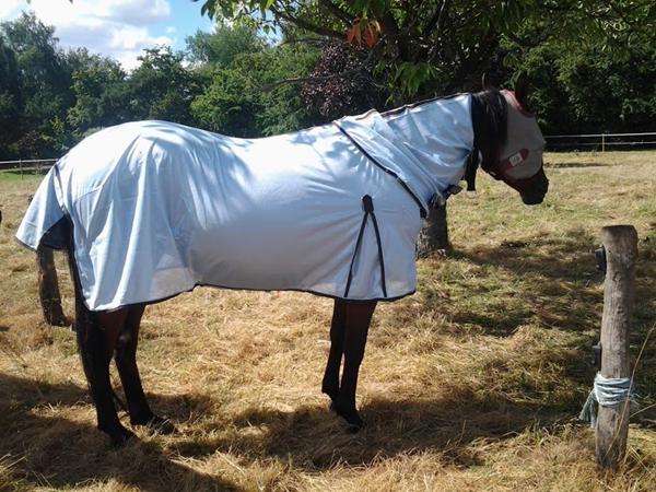 Jeres heste med halsrem - billed?