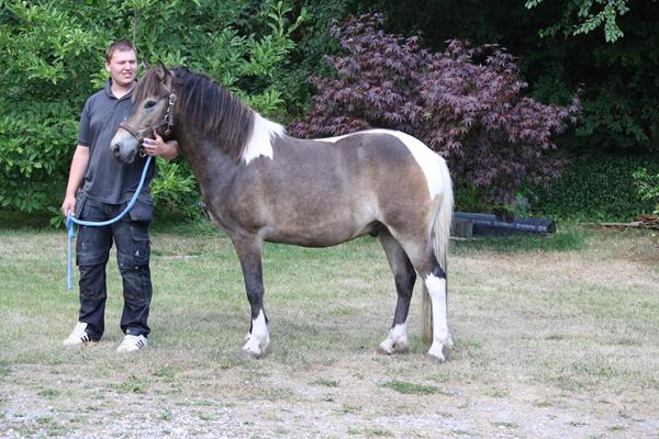 Give hest ekstra navn (stutteri navn)