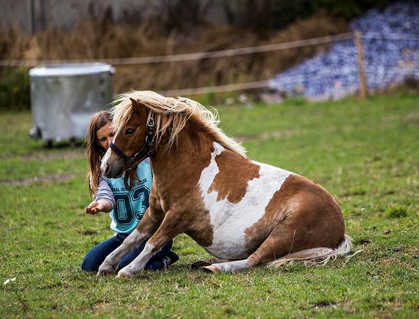 Min tykke pony!