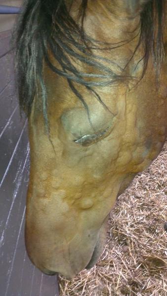  allergisk reaktion fra et stik på hest..