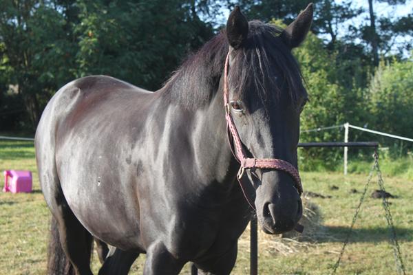 At  gøre sin hest rigtig fin?