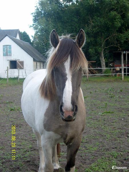 Farve til Sortblak broget/musegrå Broget hest