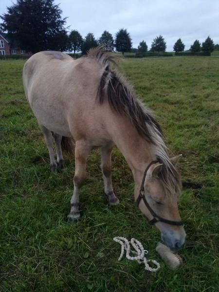 Så kom min låne pony