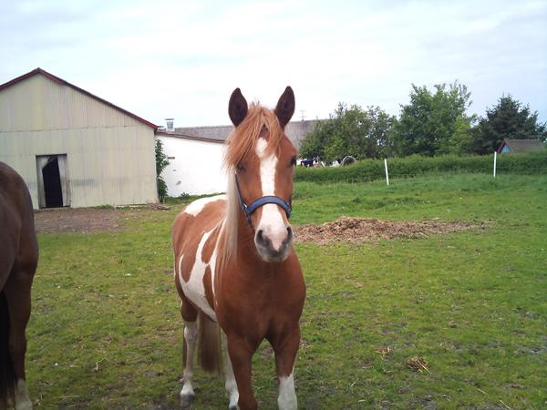 hest savnes pleas hjælp 