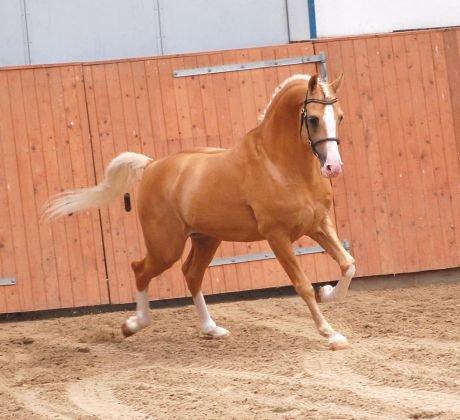 Ny video af palominohingsten Shulay Gold Fever