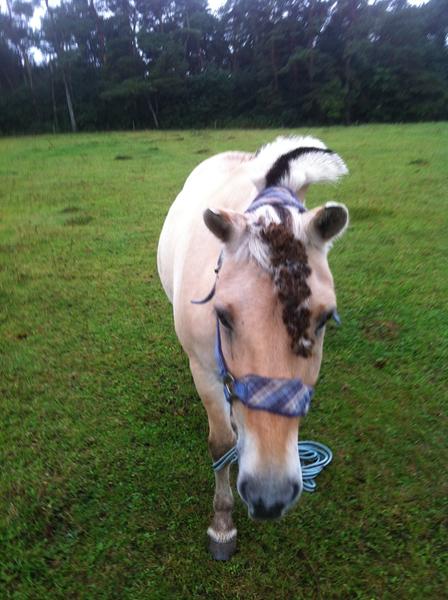 Min pony smadre hans lækre pandelok!): 