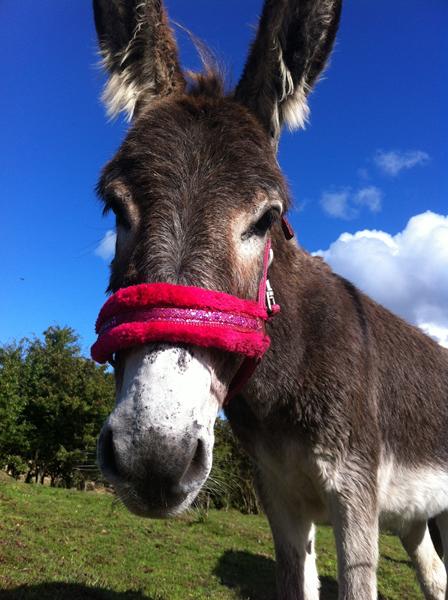 Bange for farvet grime?