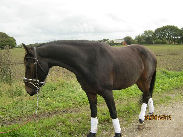 Værdi af unghest med potientale.