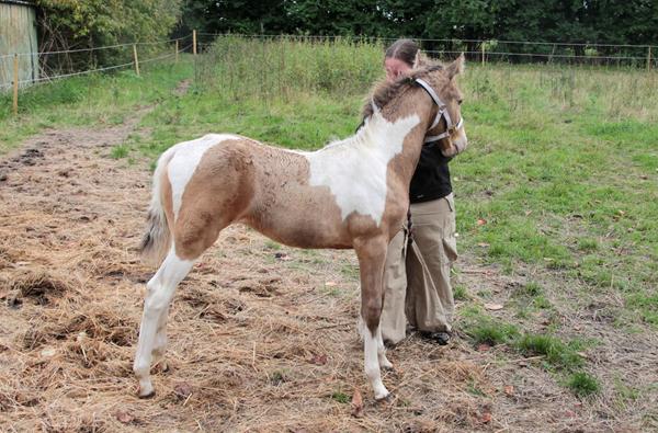 Første opstillingstræning med følle 