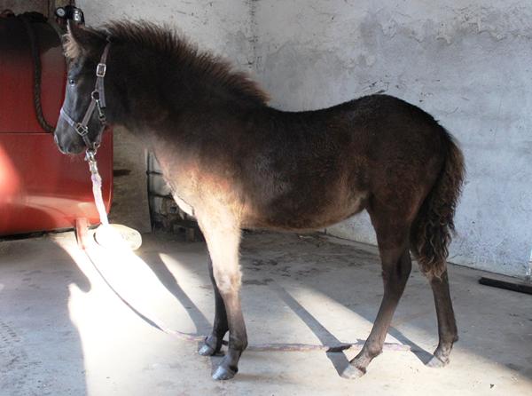 Jer som har fået føller i år