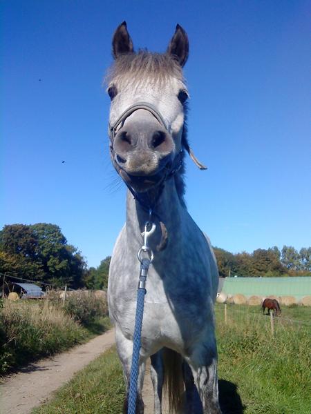 Muskel opbyggende træning? 
