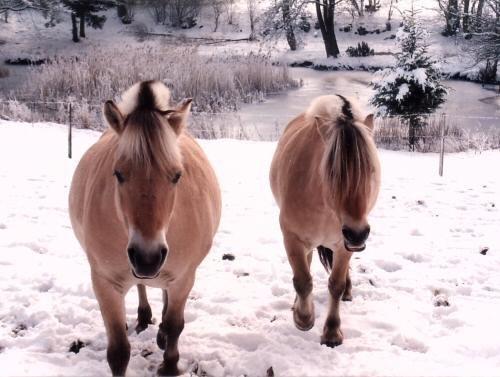 Fjordhest - Nordbakke?