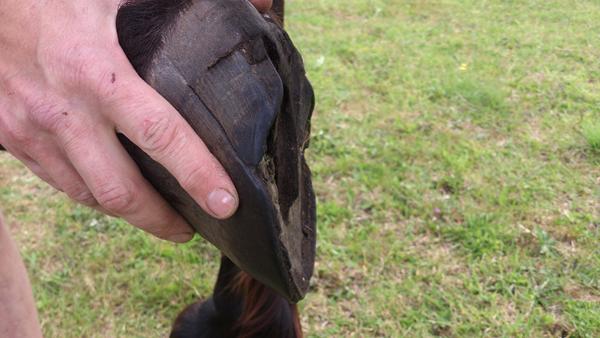 Hov og kronekrands spalte