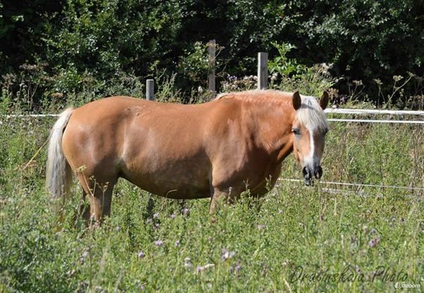 Hvilken farve til min hest? 