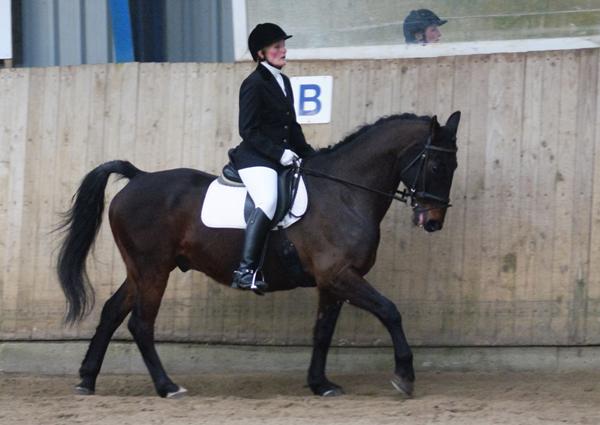 Oprette tillid hos en rideskolehest?