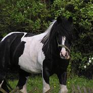 Irish Cob Holm´s  Hurricane