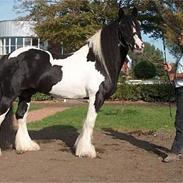 Irish Cob Holm´s  Hurricane