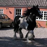 Irish Cob Holm´s  Hurricane