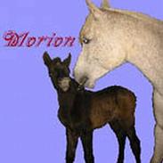 Sportsaraber (A) Morion