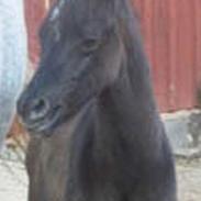 Sportsaraber (A) Morion