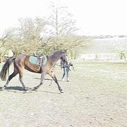 Traver Ranja Harvester