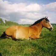 Anden særlig race Baloo R.I.P.