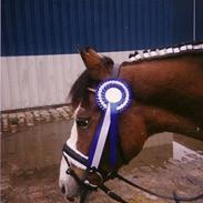 Anden særlig race Baloo R.I.P.