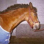 Anden særlig race Baloo R.I.P.