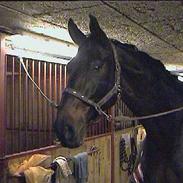 Dansk Varmblod Gottlieb's Shehan To