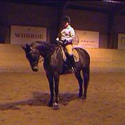 Dansk Varmblod Gottlieb's Shehan To