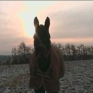 Dansk Varmblod Gottlieb's Shehan To